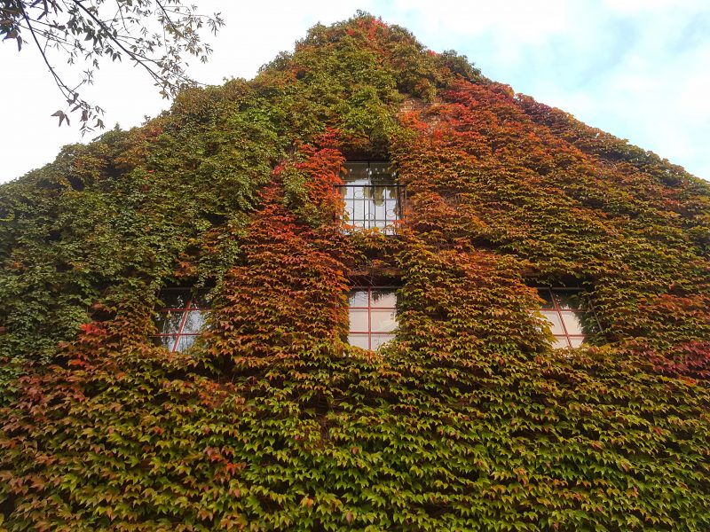 Green House