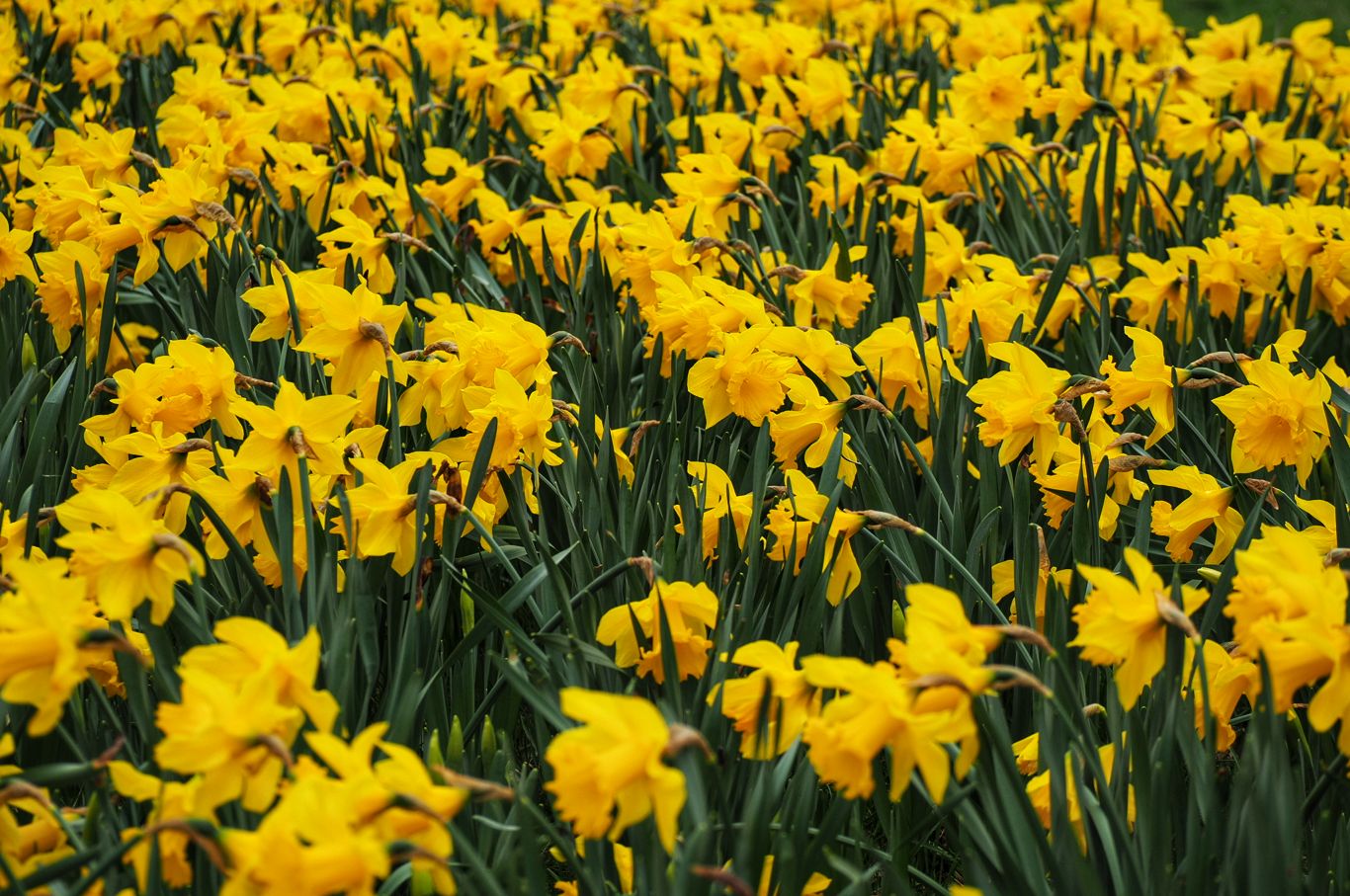 Pierwszy dzień wiosny